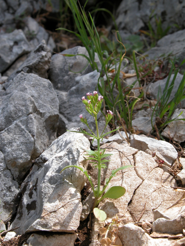 Centranthus calcitrapa